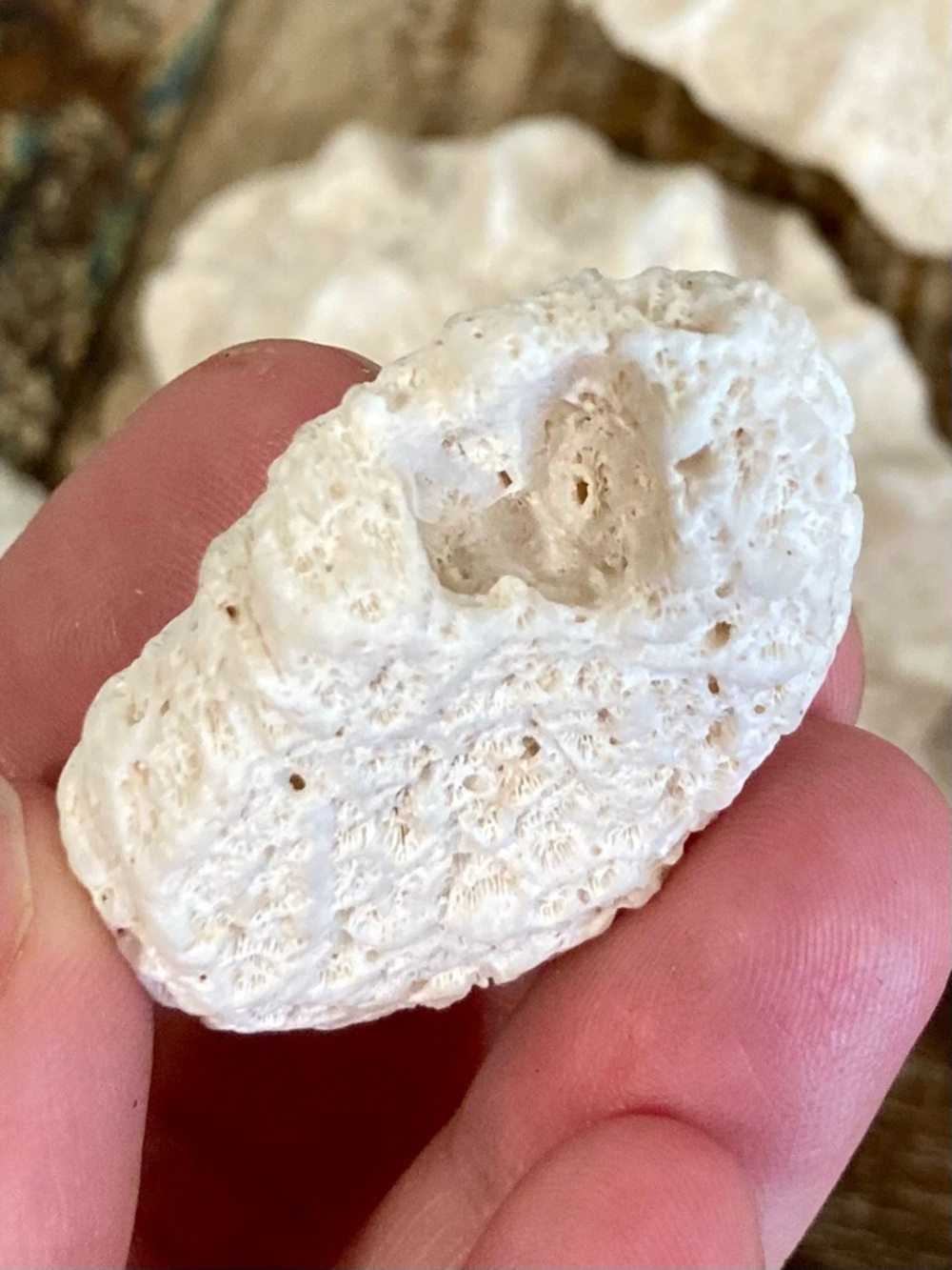 Fossilized Coral Collection 12 Pieces Instant Rock Collection - Picture 14 of 16